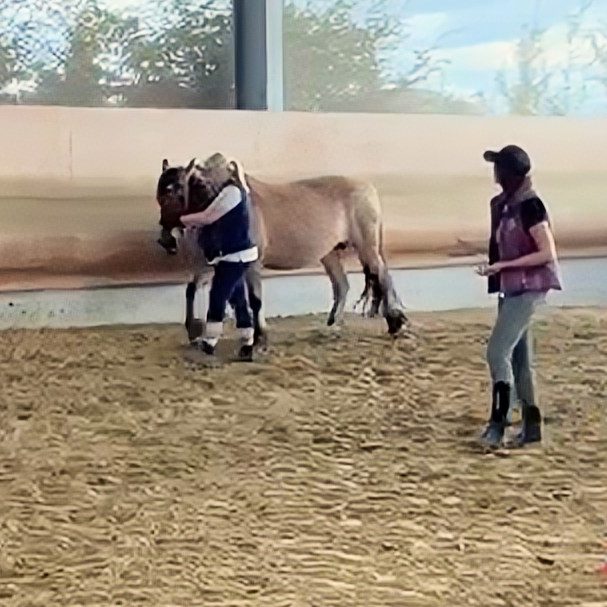 Die mobile Pro Pferd Trainerin Carolin Gerhartz unterrichtet Bodenarbeit & Kommunikation bei dir am Stall im Ruhrgebiet.