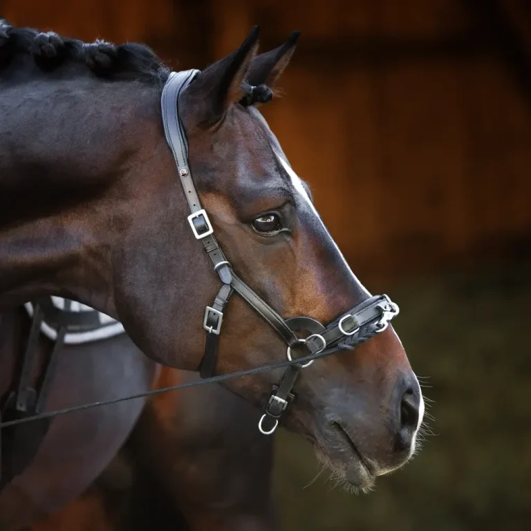 Braunes Pferd mit Kappzaum, Kopf leicht zur Seite geneigt, sanfte Gesichtszüge.