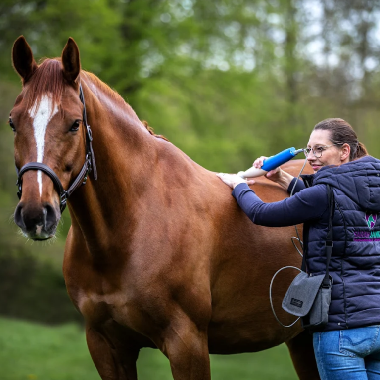 Braunes Pferd mit Kappzaum, Kopf leicht zur Seite geneigt, sanfte Gesichtszüge.