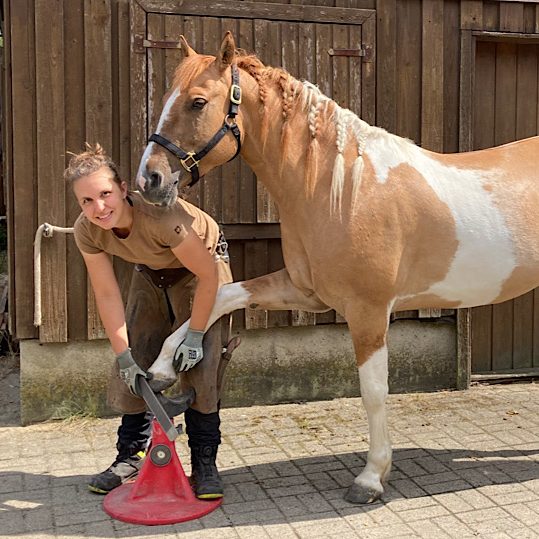 Braunes Pferd mit Kappzaum, Kopf leicht zur Seite geneigt, sanfte Gesichtszüge.
